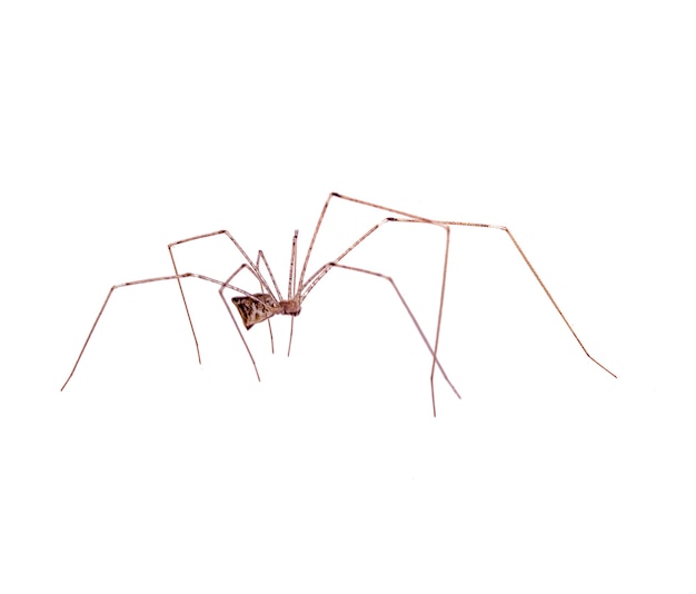 Araignée prédatrice isolée sur blanc