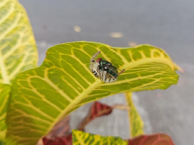 Une araignée prend une mouche