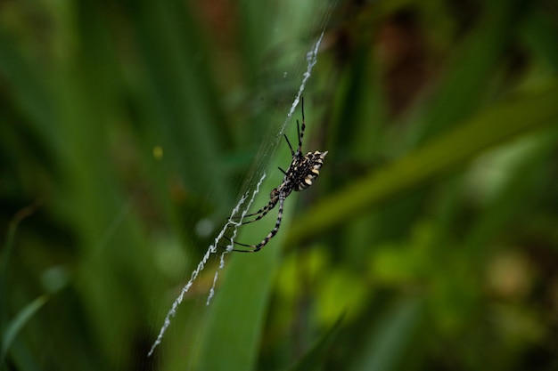 Photo araignée de profil sur sa toile avec un fond vert