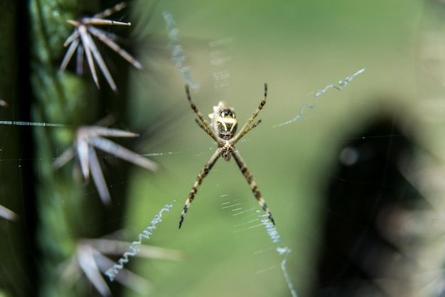 Araignée qui a tissé une toile à partir d'une plante cactus toxique