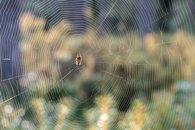 Araignée, s'assied, sur, a, toile, dans, les, forêt, gros plan Banque de Photo