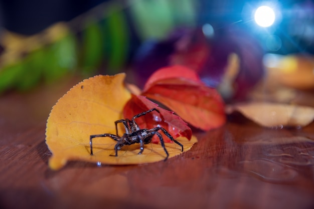 Photo l'araignée s'assit sur un arbre. l'automne.