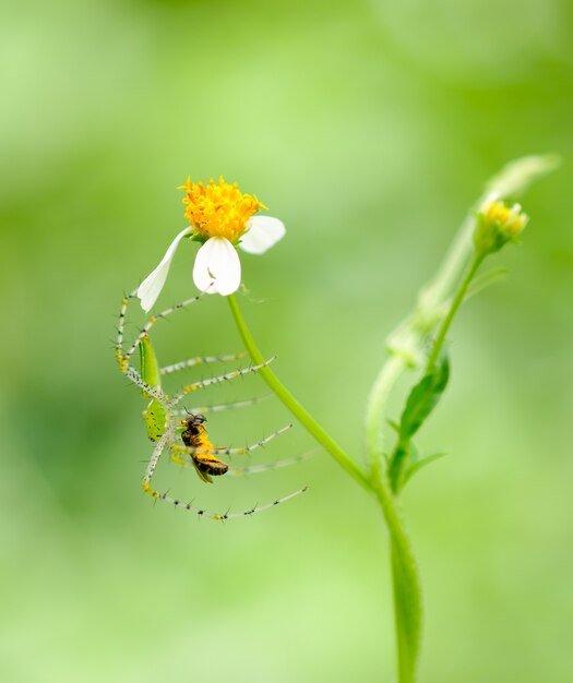 araignée, saut, tenue, fleur, manger, insecte