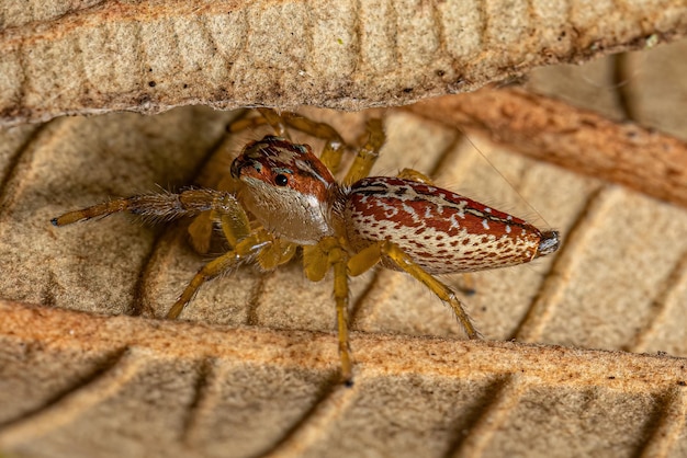 Araignée sautante mâle