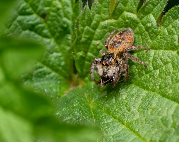 L'araignée sautante avec sa proie