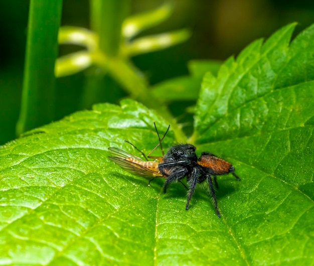 L'araignée sautante avec sa proie