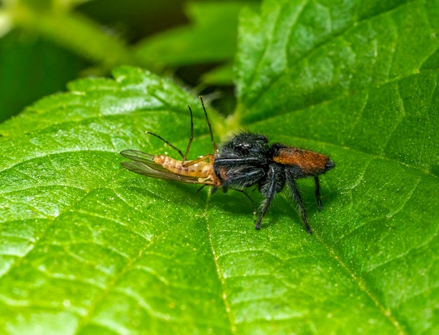 L'araignée sautante avec sa proie