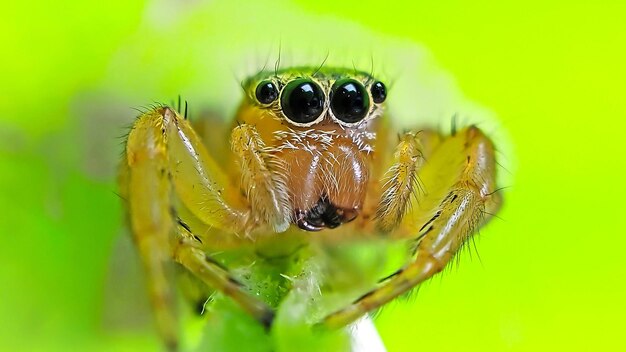 l'araignée sautante