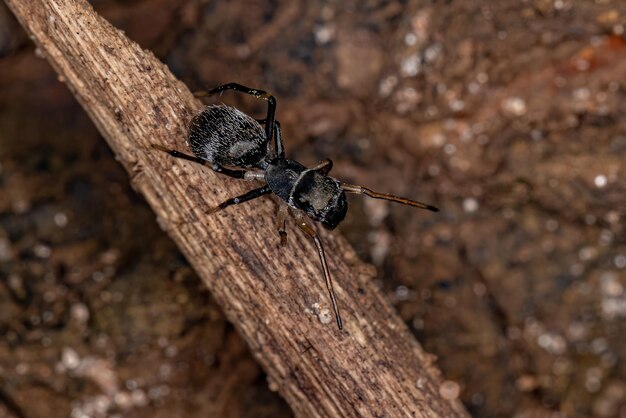 Araignée sauteuse adulte du genre Sarinda qui imite les fourmis charpentières du genre camponotus