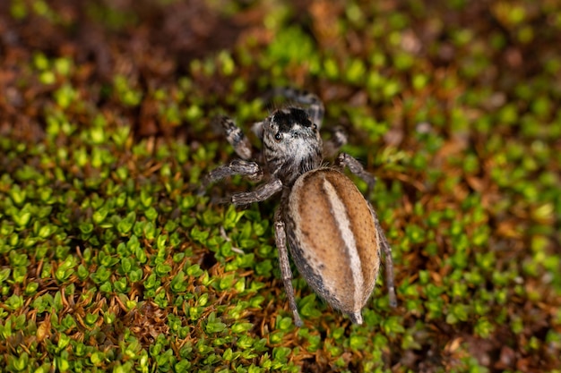 Araignée sauteuse adulte femelle du genre Freya