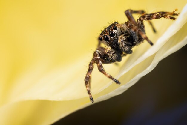 Une araignée sauteuse brune sur le pétale jaune sur fond jaune