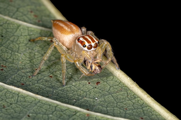 Araignée sauteuse du genre Chira