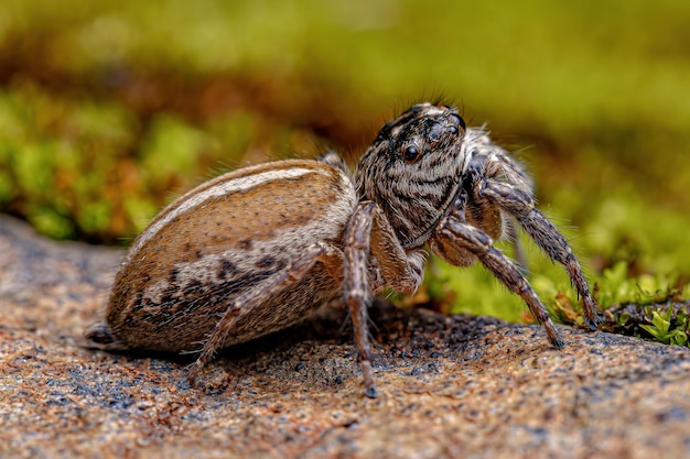 Araignée sauteuse femelle adulte du genre Freya