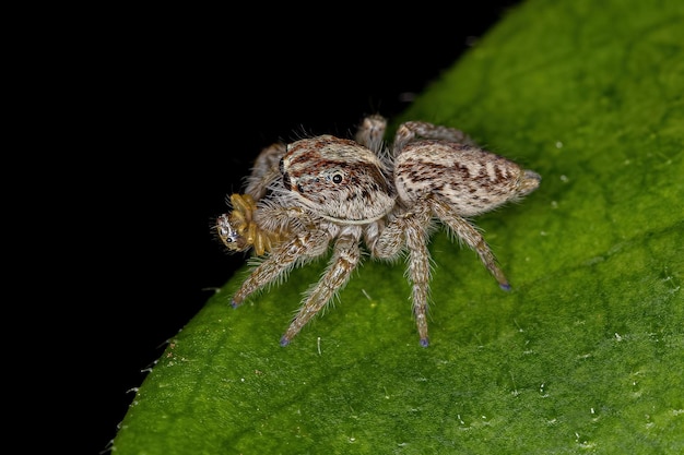 Araignée sauteuse femelle adulte de la sous-tribu Freyina s'attaquant à une petite araignée sauteuse