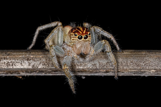 Araignée sauteuse femelle adulte