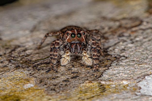 Araignée sauteuse femelle du Sumampattus quinqueradiatus