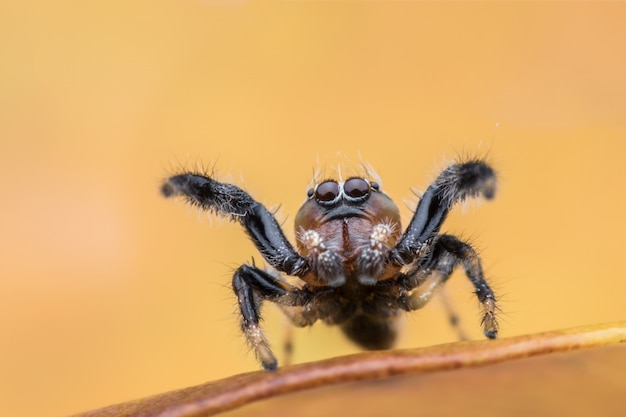 Araignée sauteuse sur feuille jaune