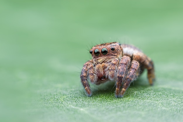 Araignée sauteuse sur feuille verte