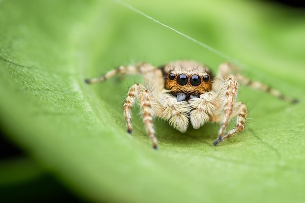 Araignée Sauteuse Sur Feuille Verte