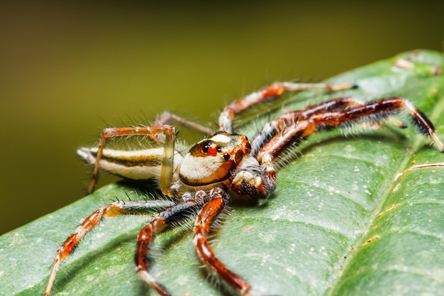 Araignée sauteuse sur feuille