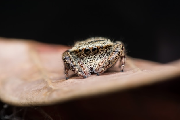 L&#39;araignée sauteuse imitant la guêpe ou Rhene flavicomans sur la feuille