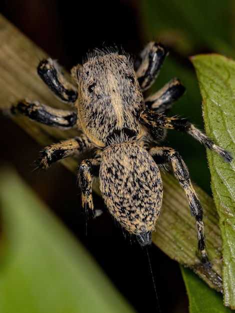 Araignée sauteuse jaune femelle adulte du genre Phiale