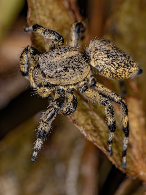 Araignée sauteuse jaune femelle adulte du genre Phiale