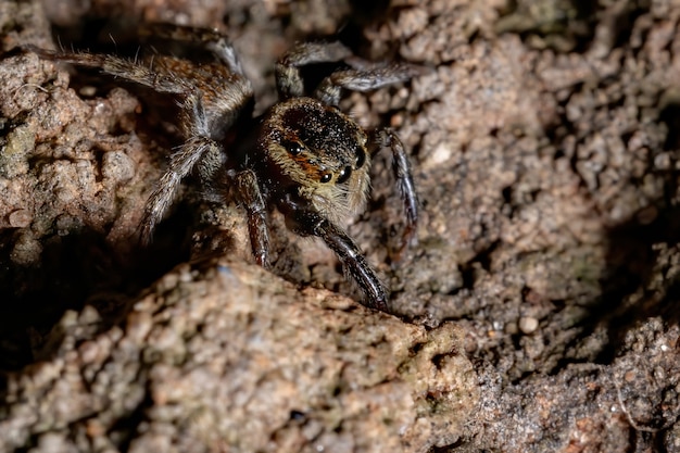 Araignée sauteuse de la maison d'Adanson de l'espèce Hasarius adansoni