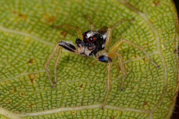 Araignée sauteuse mâle adulte du genre Chira