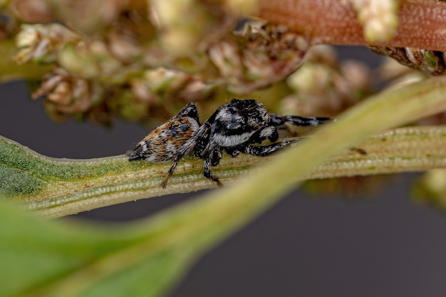 Araignée sauteuse mâle adulte du genre Pachomius