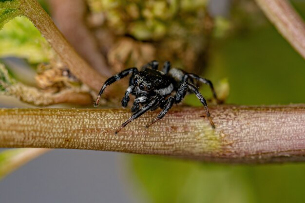 Araignée sauteuse mâle adulte du genre Pachomius