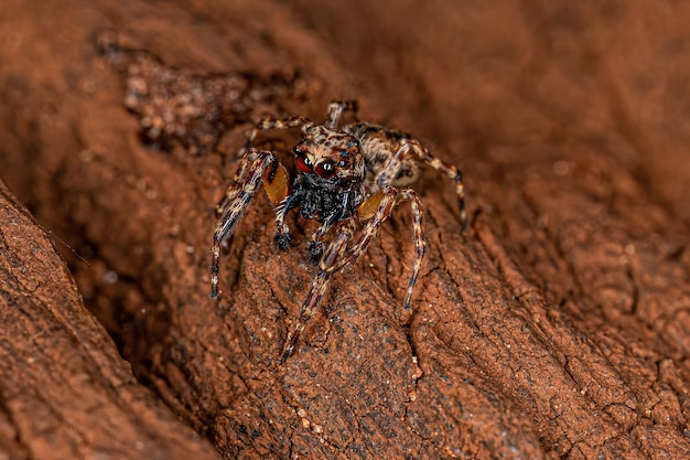 Araignée sauteuse mâle adulte