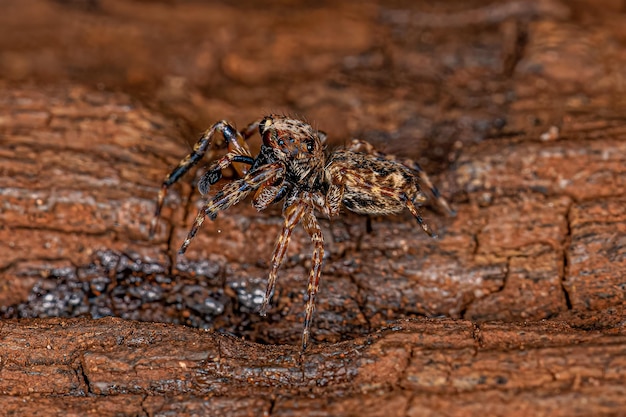 Araignée sauteuse mâle adulte