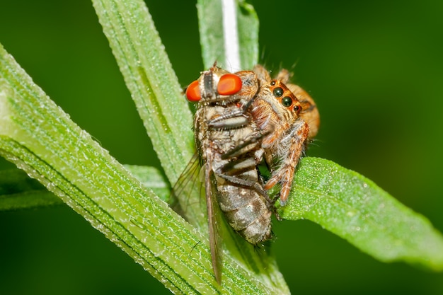 Araignée sauteuse avec mouche tuer sur un buisson