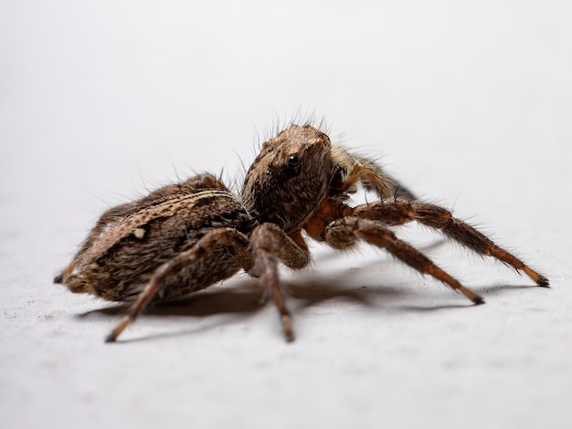 Araignée sauteuse pantropicale de l'espèce Plexippus paykulli