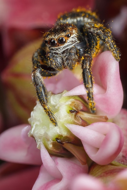 Photo araignée sauteuse avec polen jaune sur la fleur rose