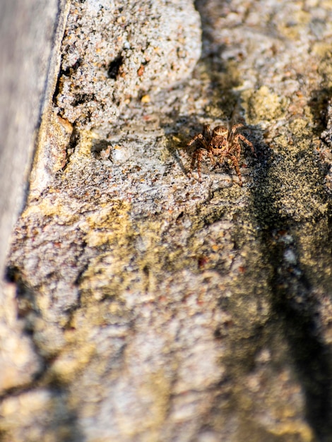 Araignée sauteuse rampant sur une surface en béton