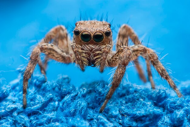 Araignée sauteuse se bouchent