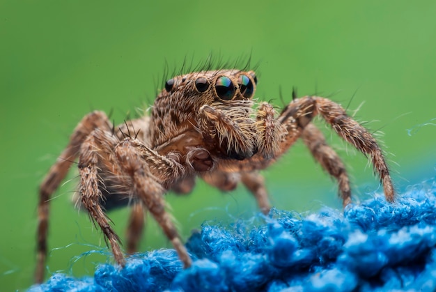 Araignée sauteuse se bouchent