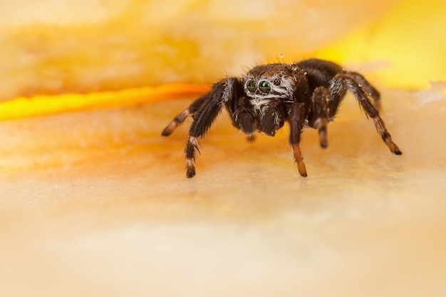 Araignée sauteuse sur une surface de pomme hachée