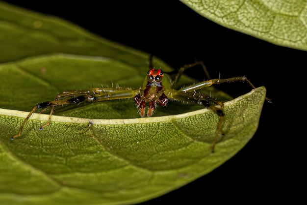 Araignée sauteuse verte translucide mâle adulte