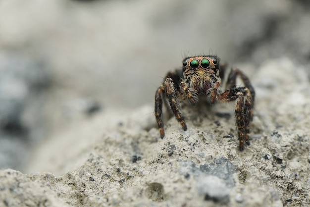 Araignée sauteuse vue de face