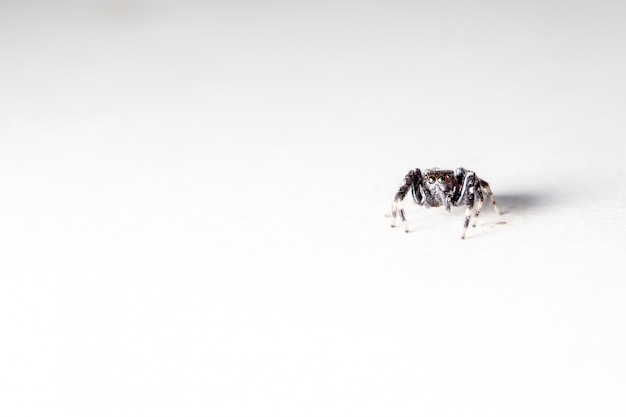 Photo araignée sauteuse