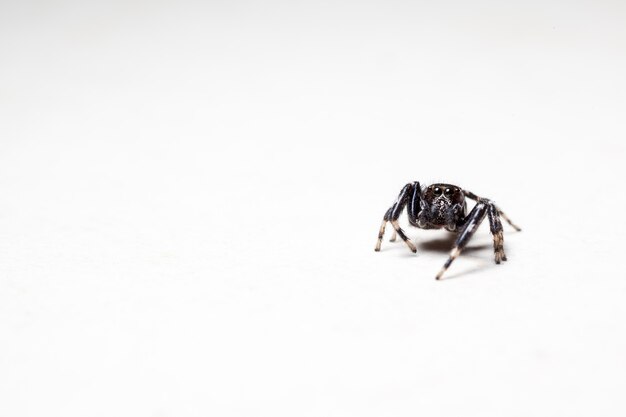 Photo araignée sauteuse