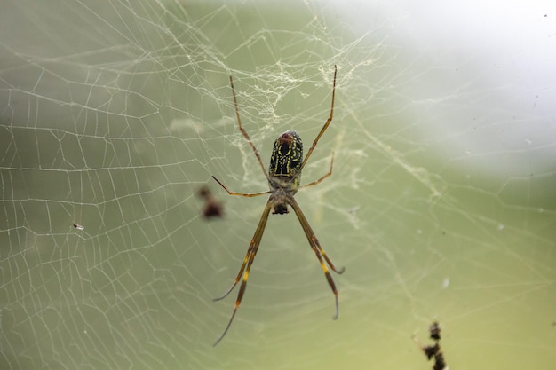 Une araignée se trouve dans une toile sur un fond vert.