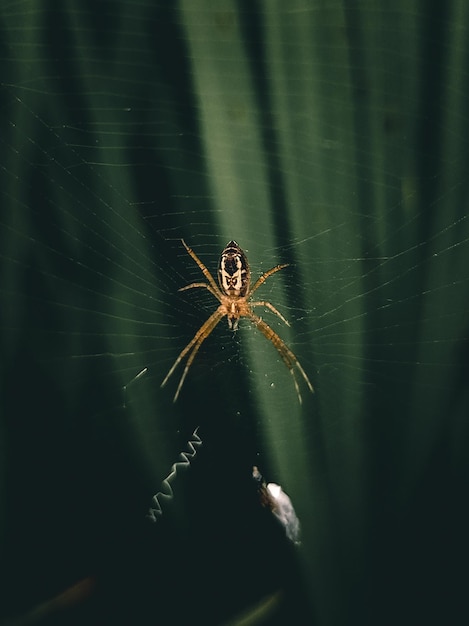 Une araignée se trouve dans une toile avec le mot zax écrit dessus.