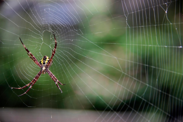 une araignée suspendue à la toile