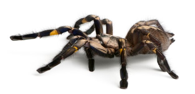 Araignée tarentule, Poecilotheria metallica, en face de fond blanc