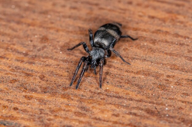 Araignée terrestre adulte du genre Latonigena