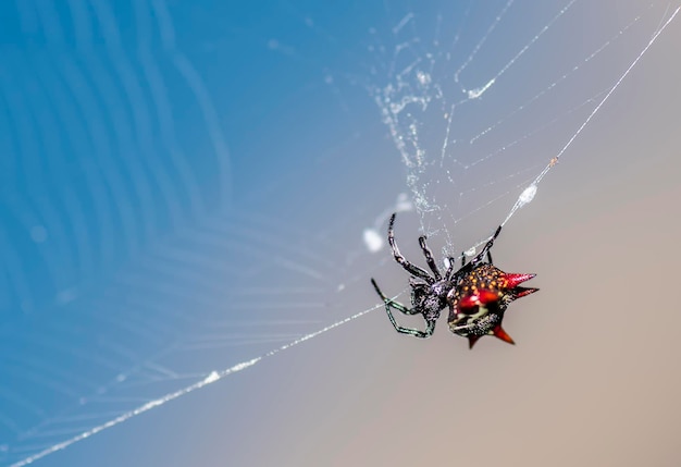 Photo une araignée à tête rouge est assise dans une toile avec ses ailes déployées.